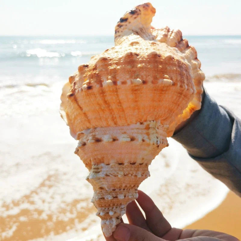 22-23cm Natural Rubeta Conch Shell Sea Snail Gift Home Fish Tank Ornament